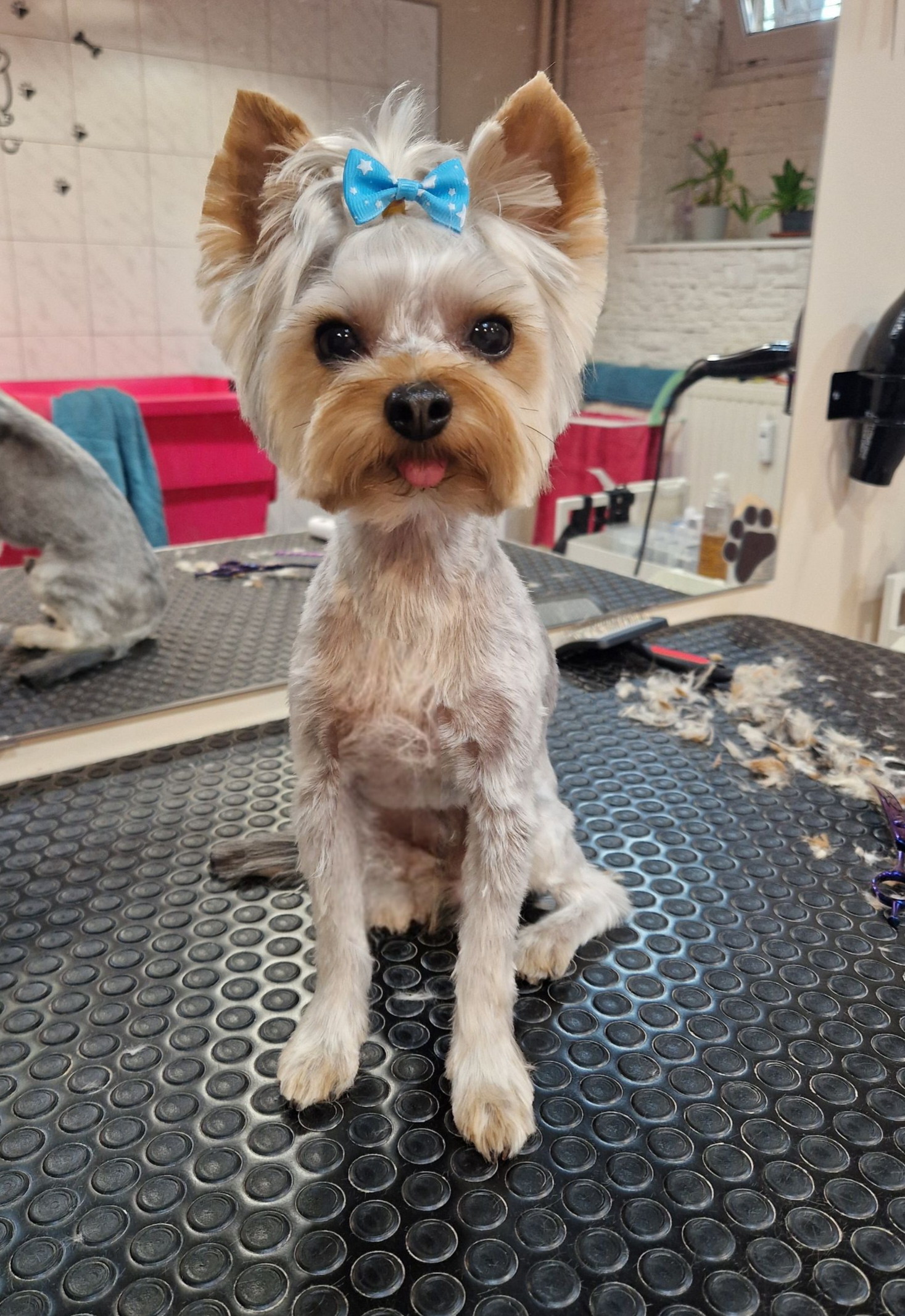 Heni's Dream Grooming galéria