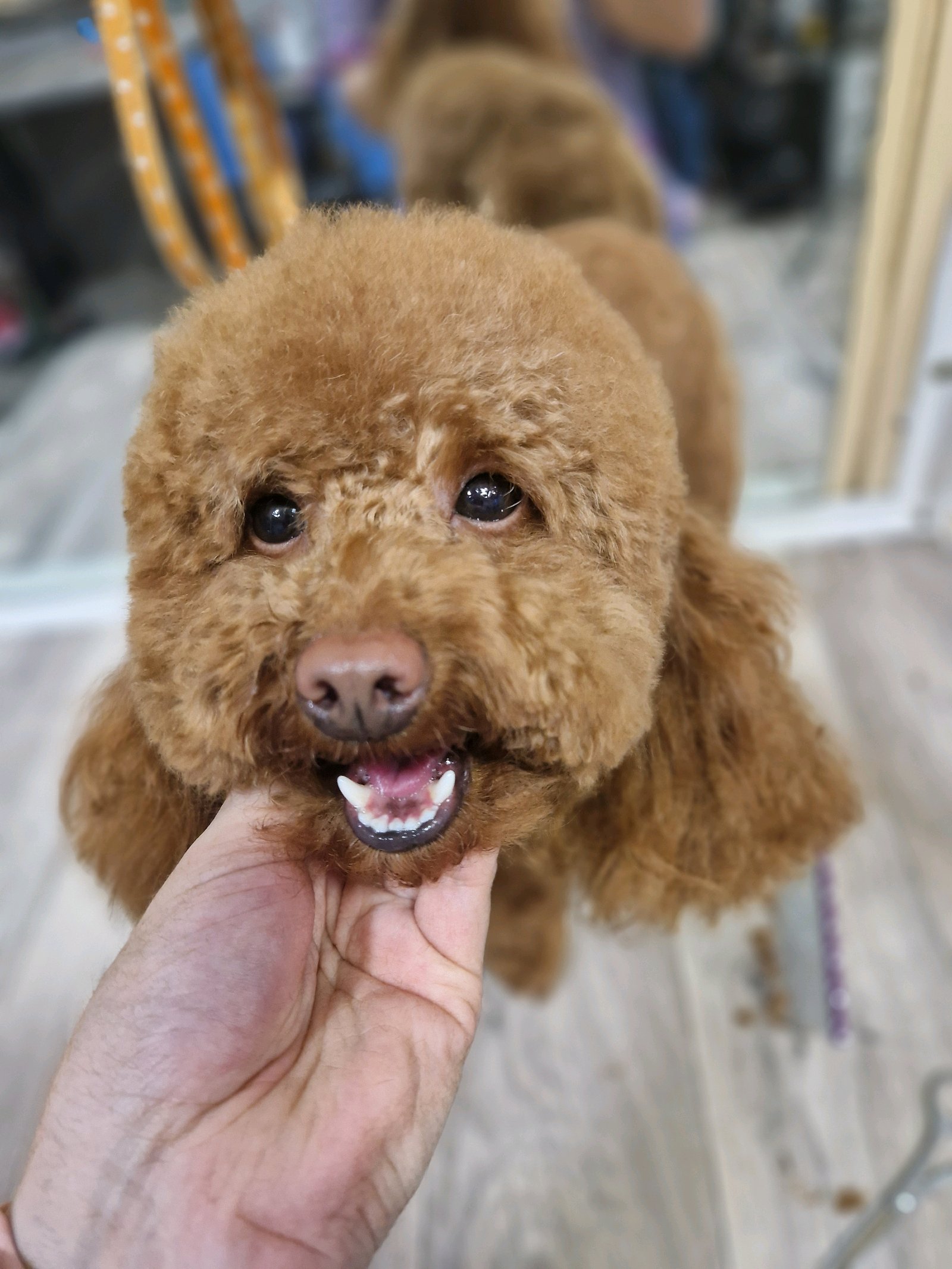 Heni's Dream Grooming galéria