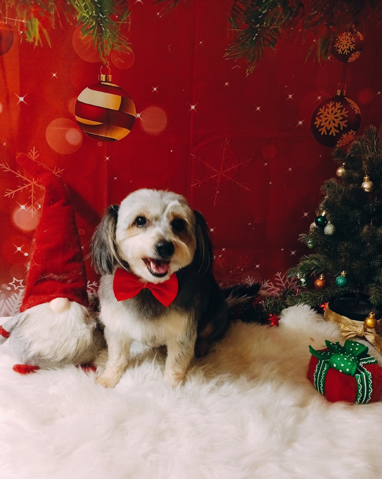 Budapest VII. Kerület Nefelejcs utca 54./ Gödöllő Szent János utca 36.