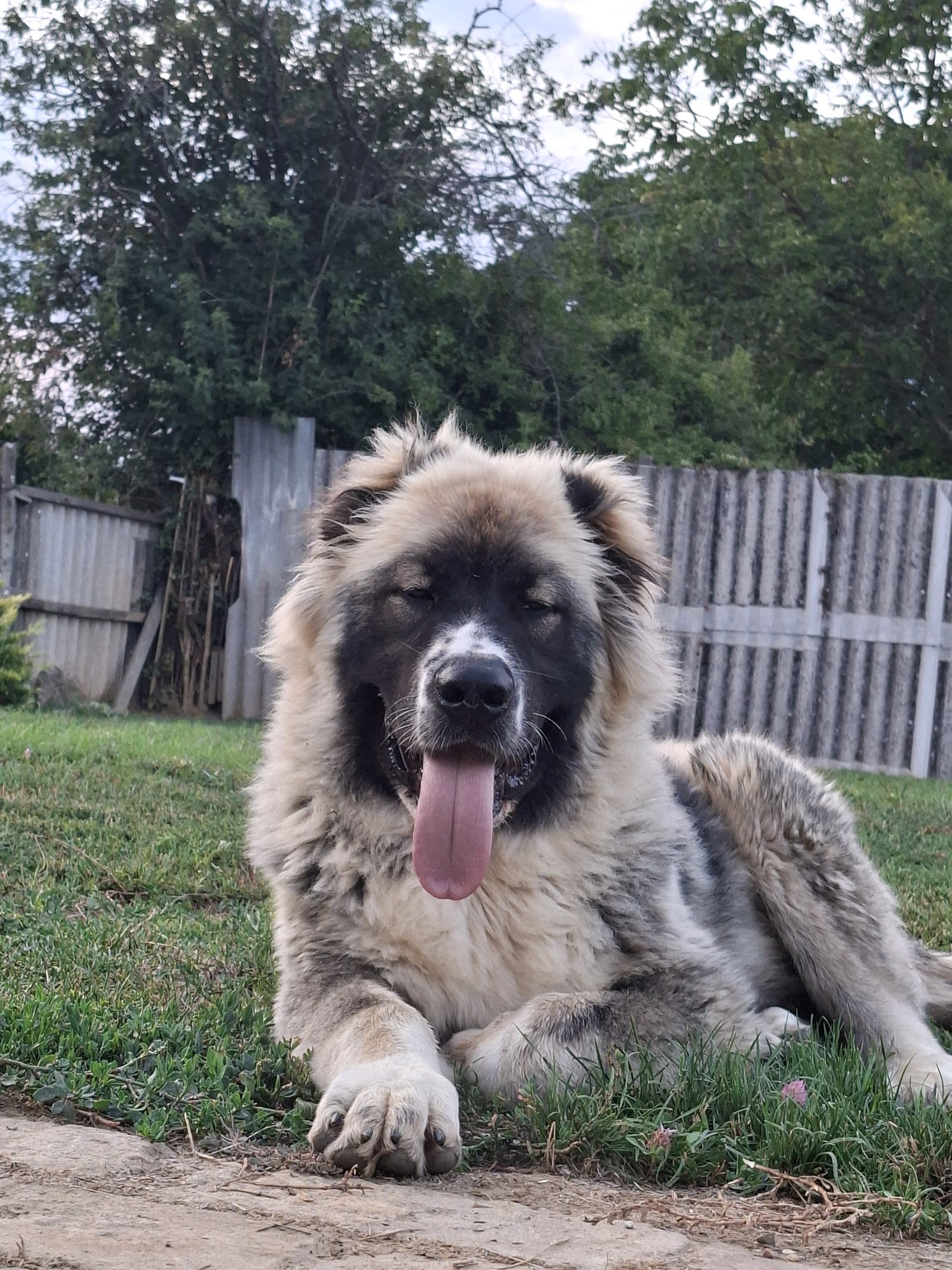 Kovács Janos galéria