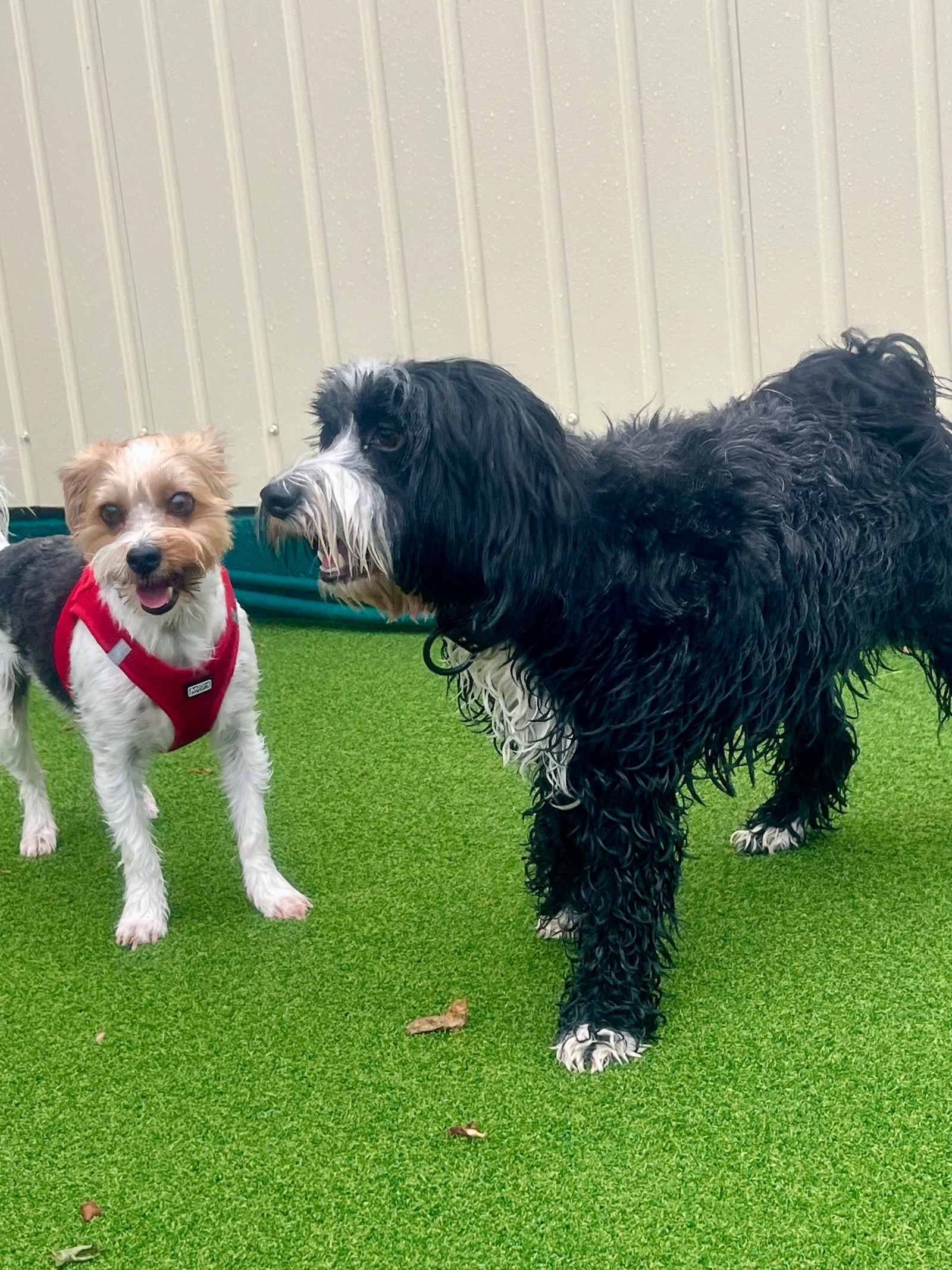 Livia Eszter Solymos galéria