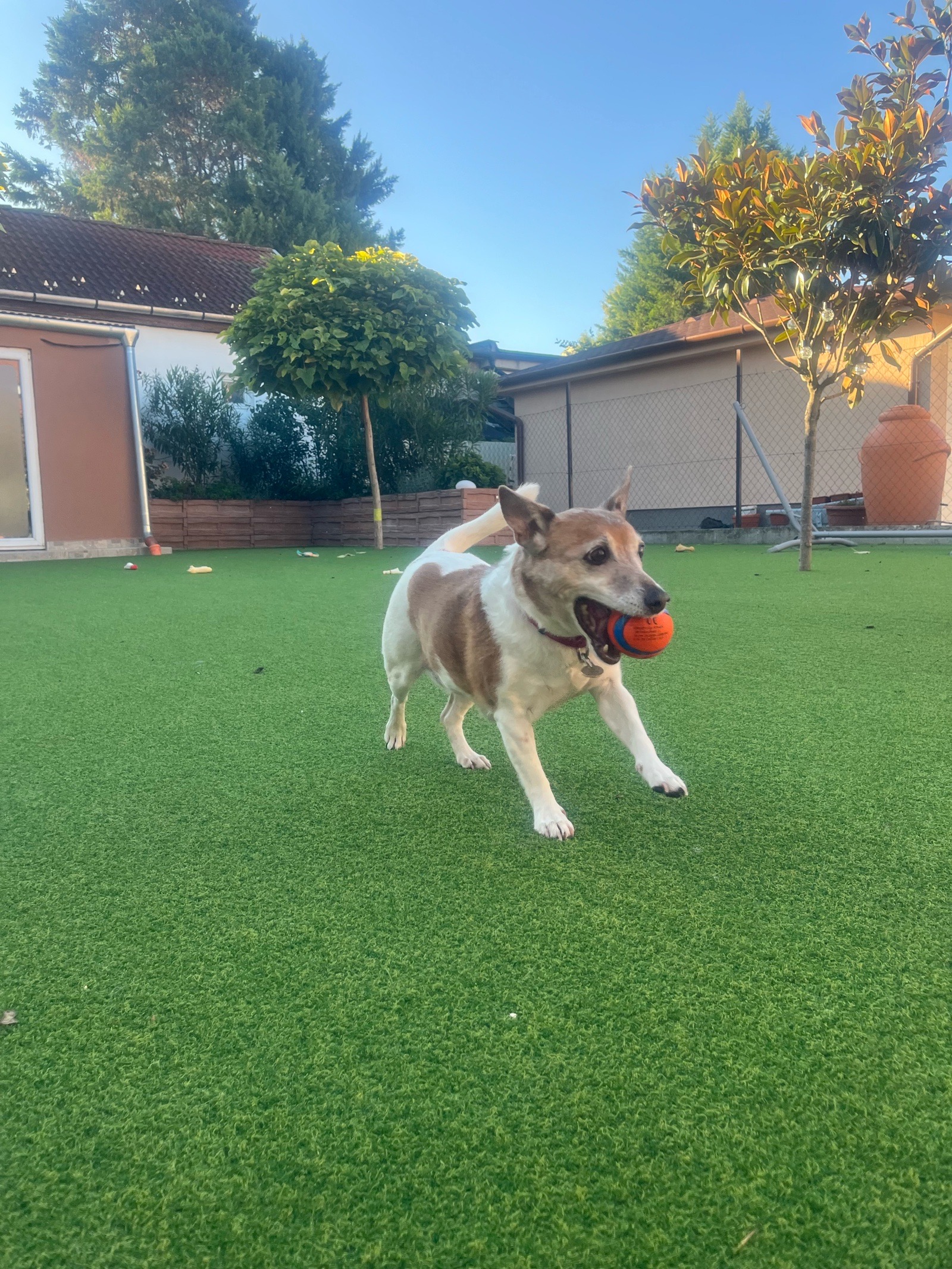 Livia Eszter Solymos galéria