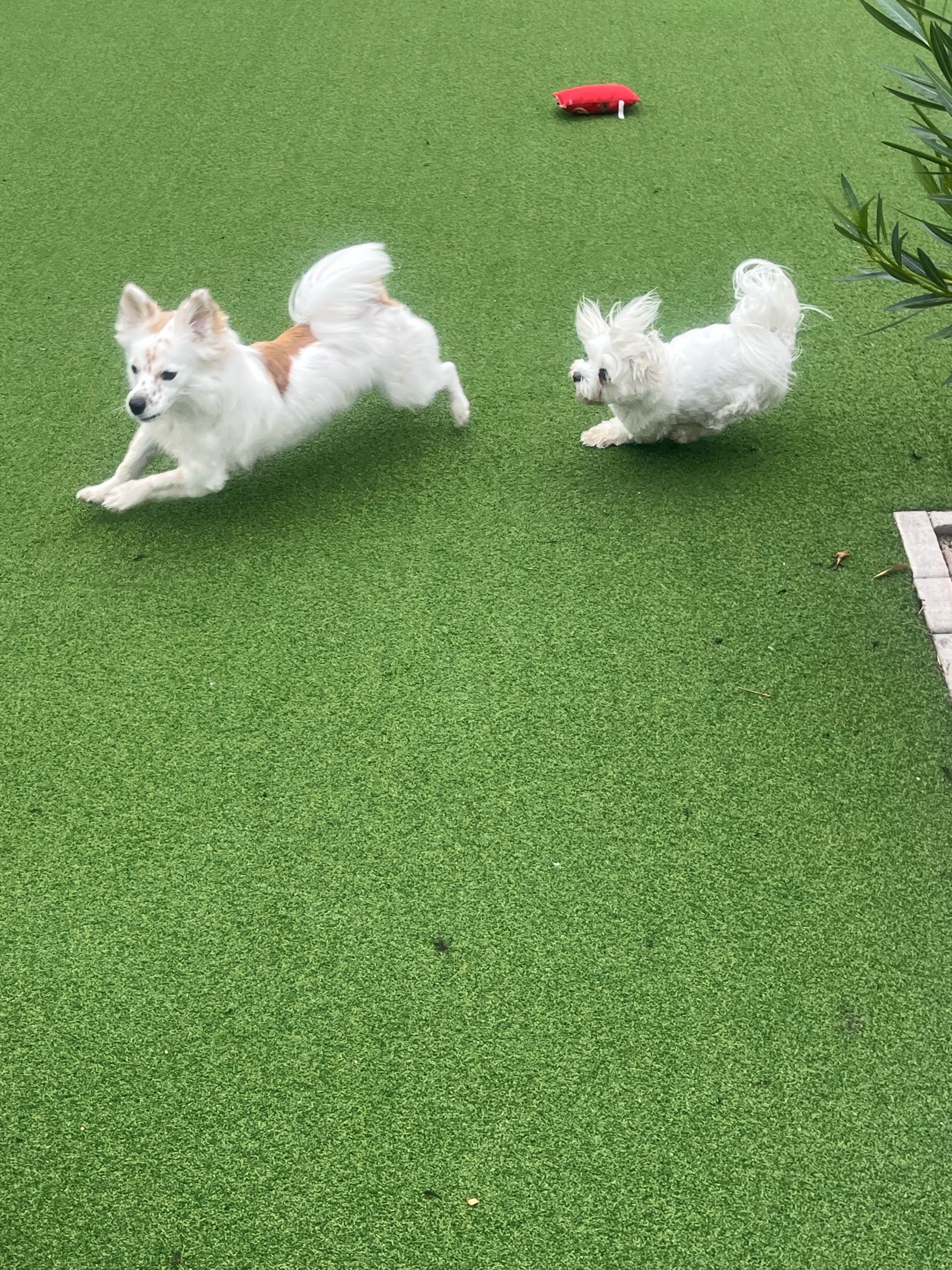 Livia Eszter Solymos galéria