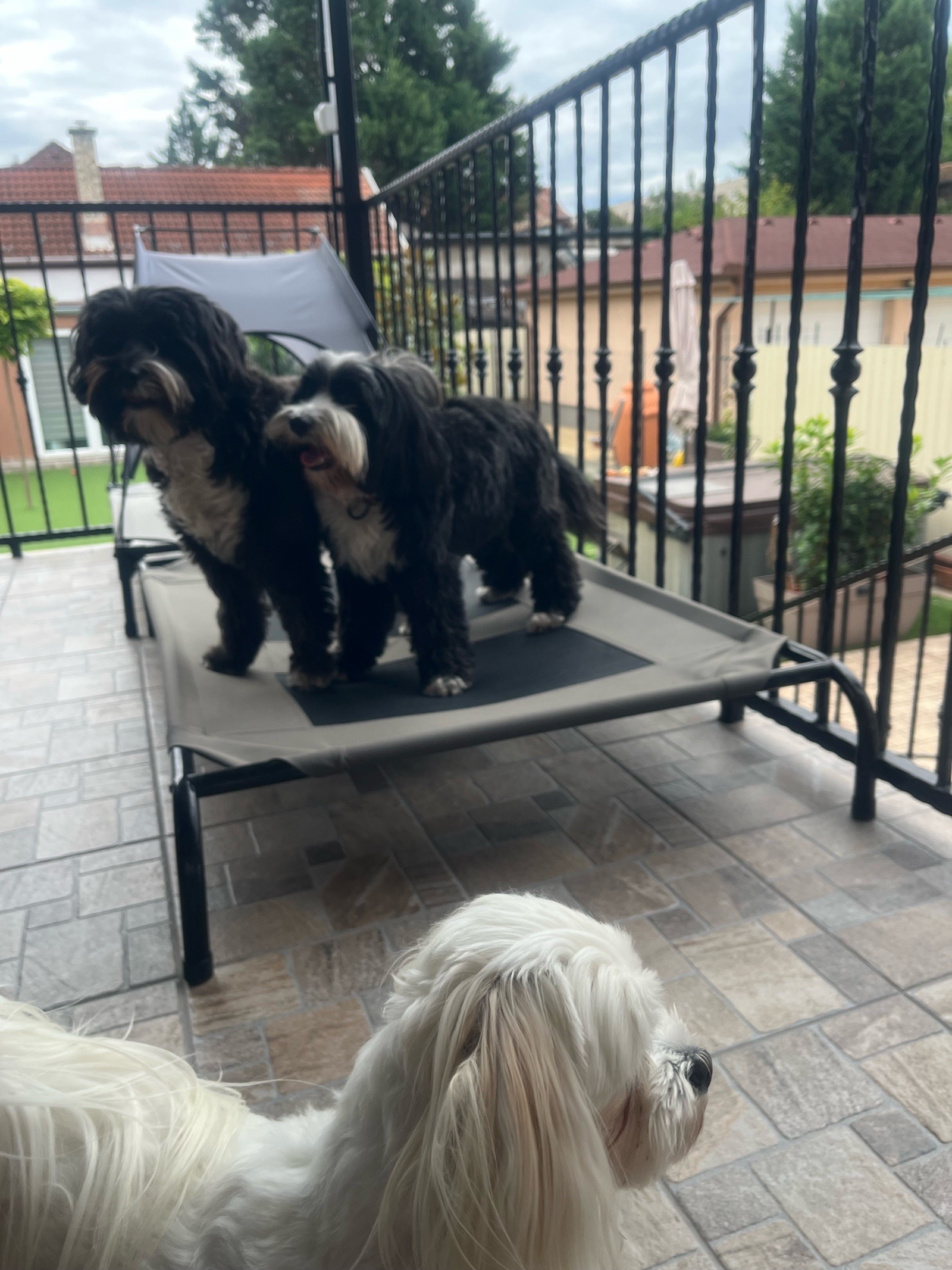 Livia Eszter Solymos galéria