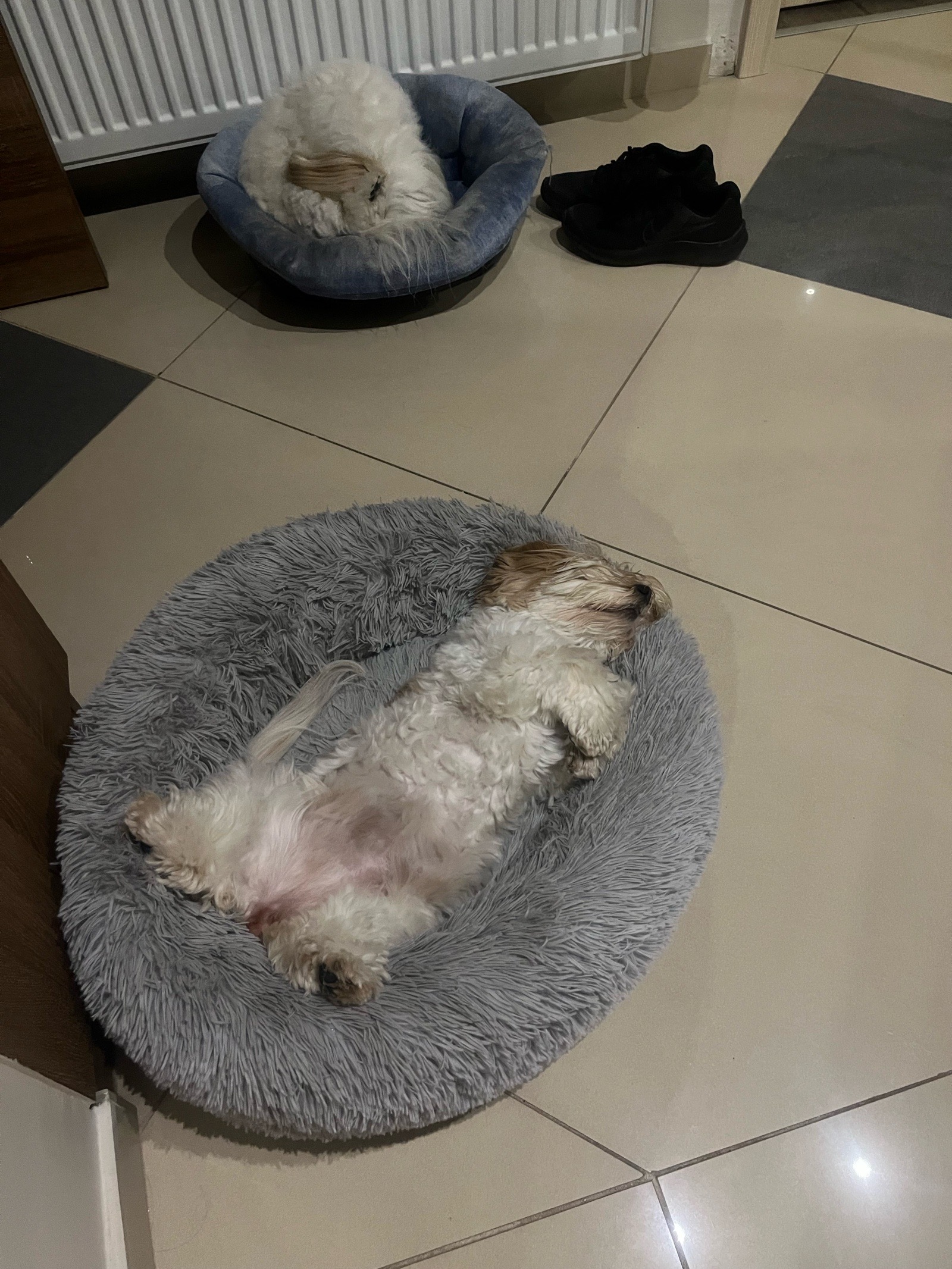 Livia Eszter Solymos galéria