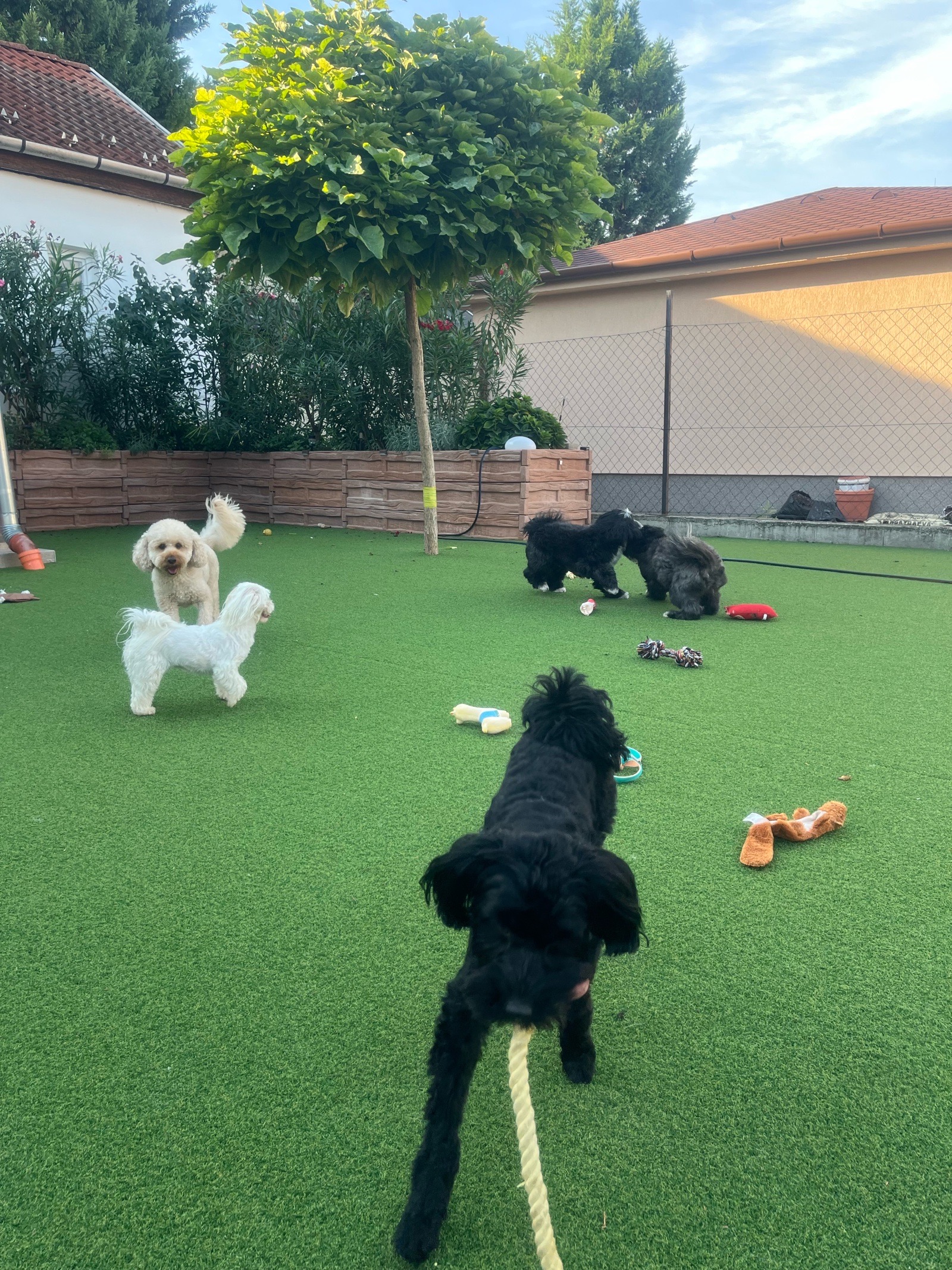 Livia Eszter Solymos galéria