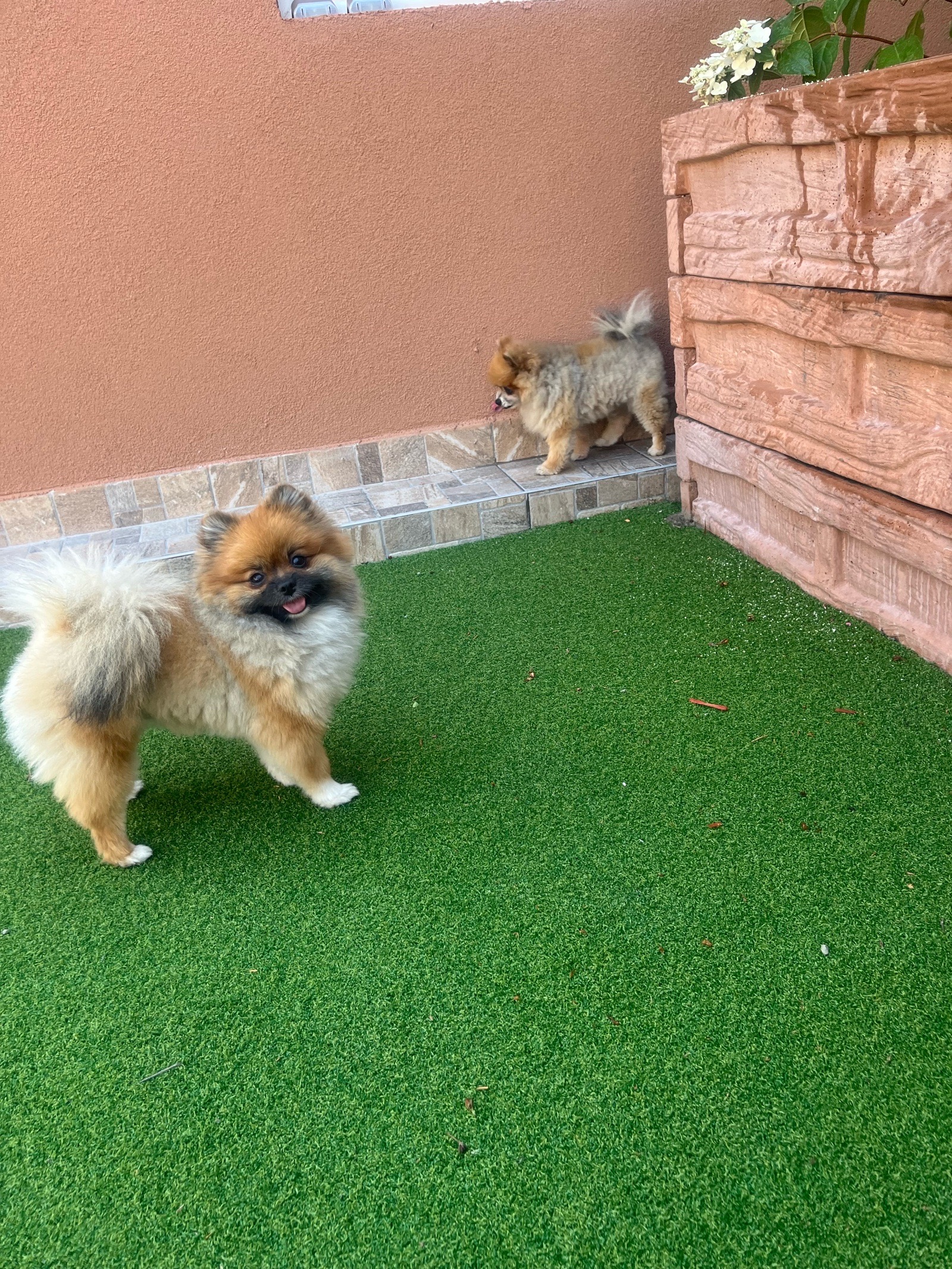 Livia Eszter Solymos galéria