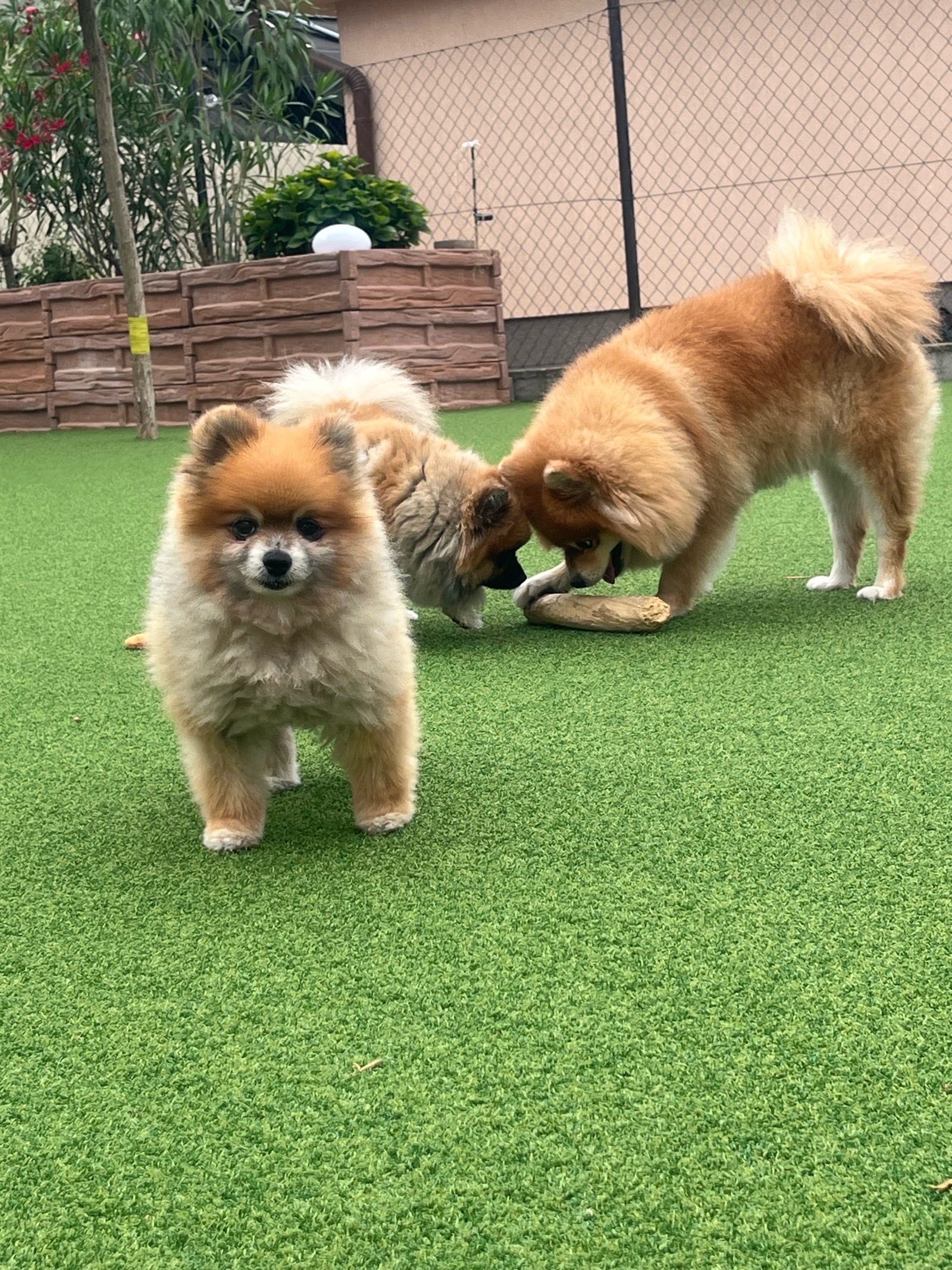 Livia Eszter Solymos galéria