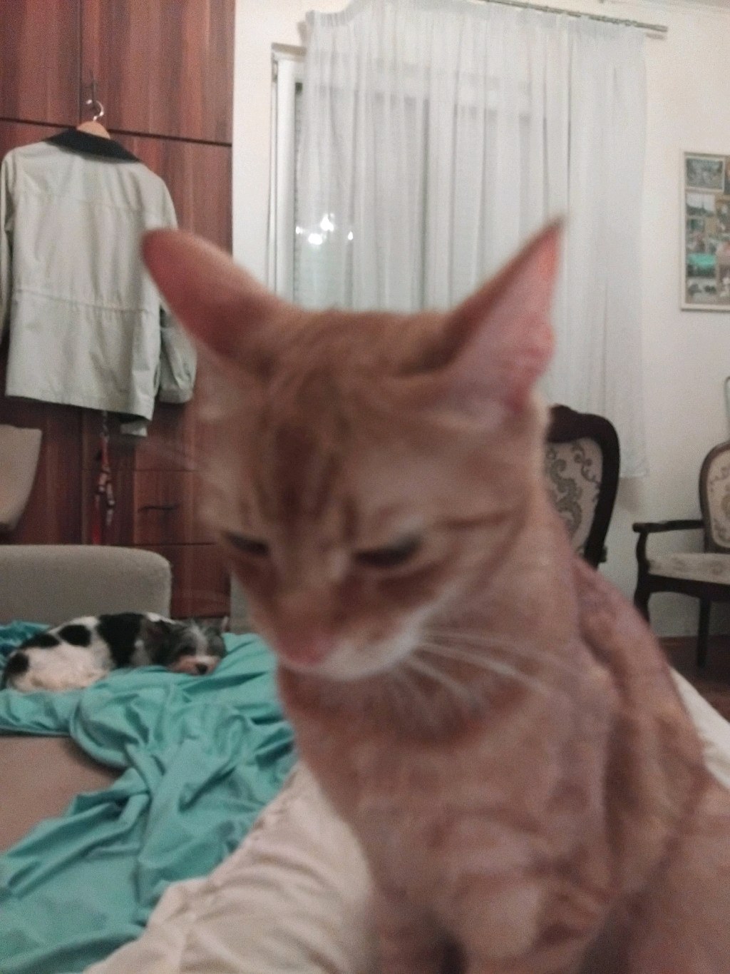 Picúr