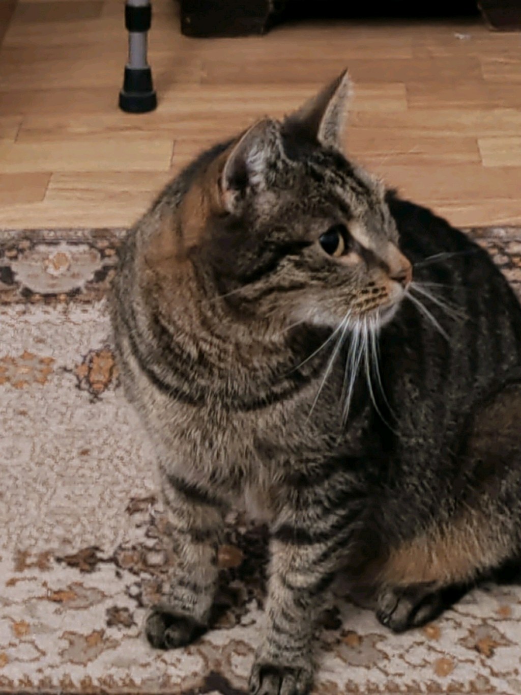 Ropi, jelenleg keresett kisállat