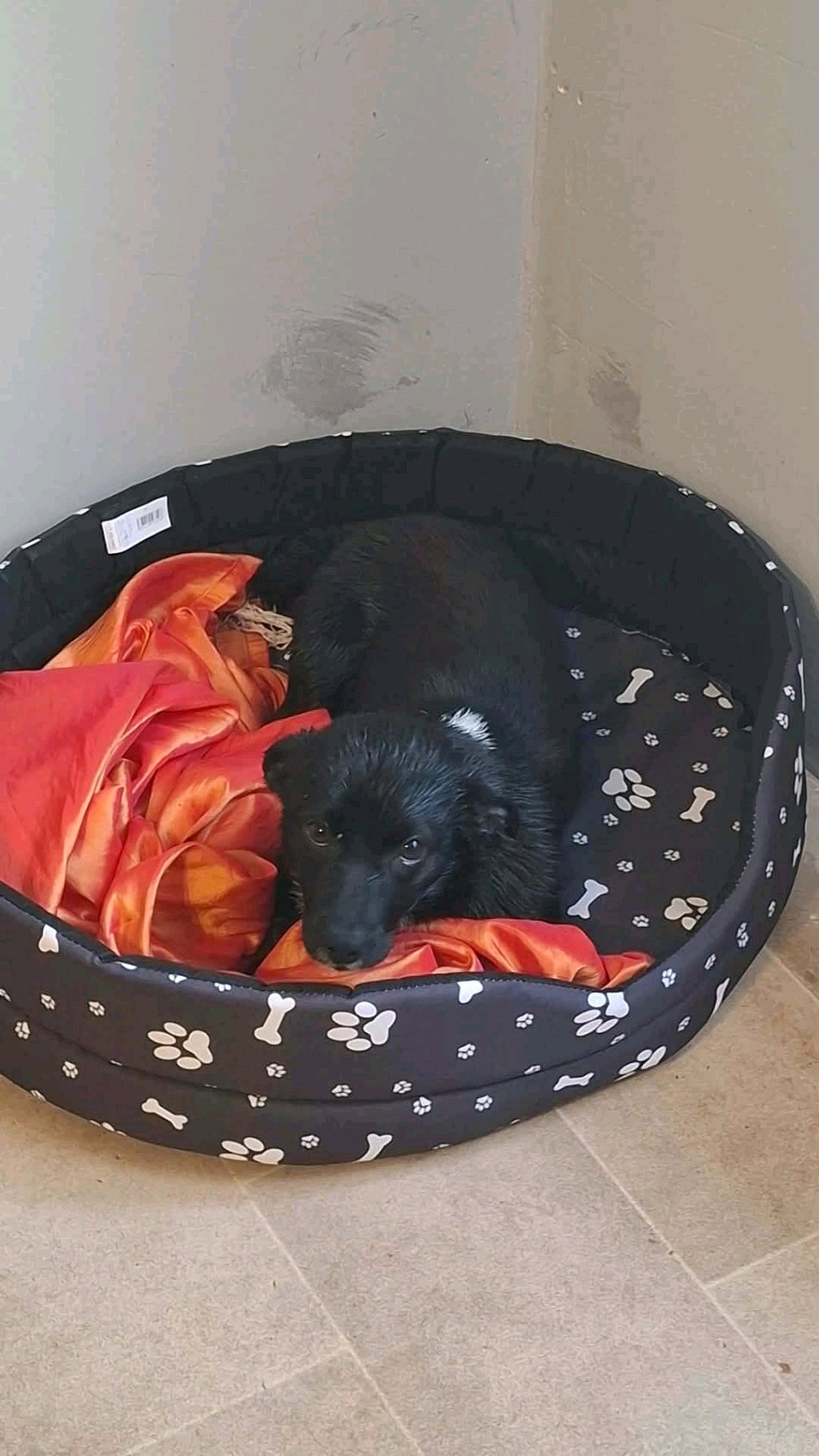 Bonnie, jelenleg keresett kisállat