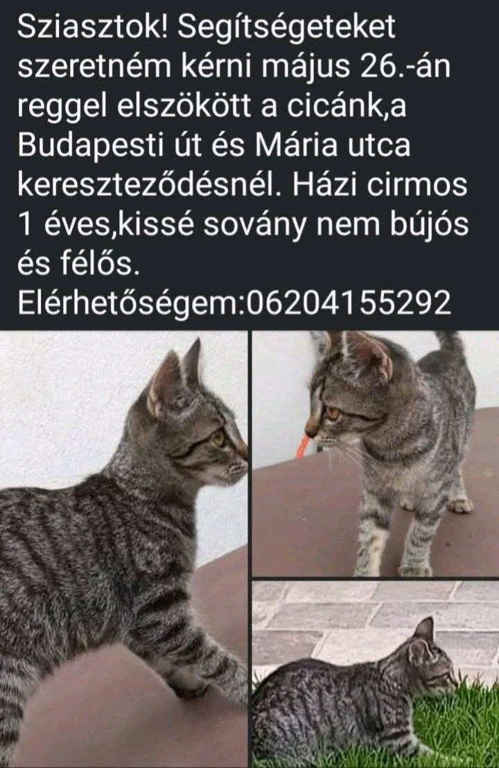 Mici, jelenleg keresett kisállat