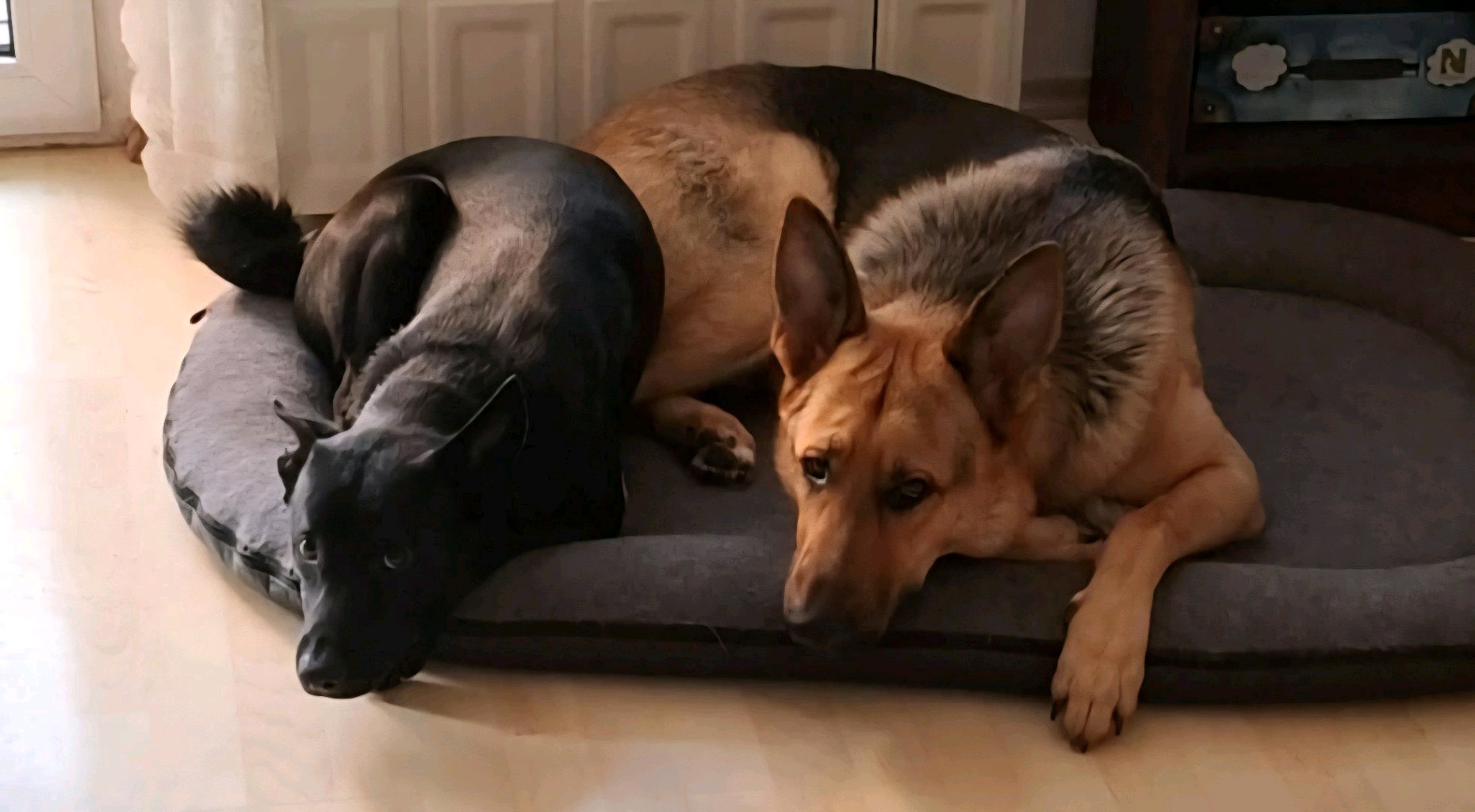 Duke, jelenleg keresett kisállat