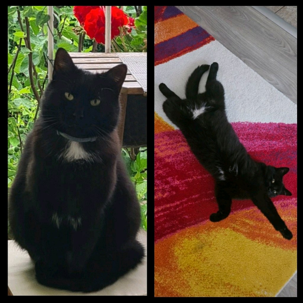 Luca, jelenleg keresett kisállat