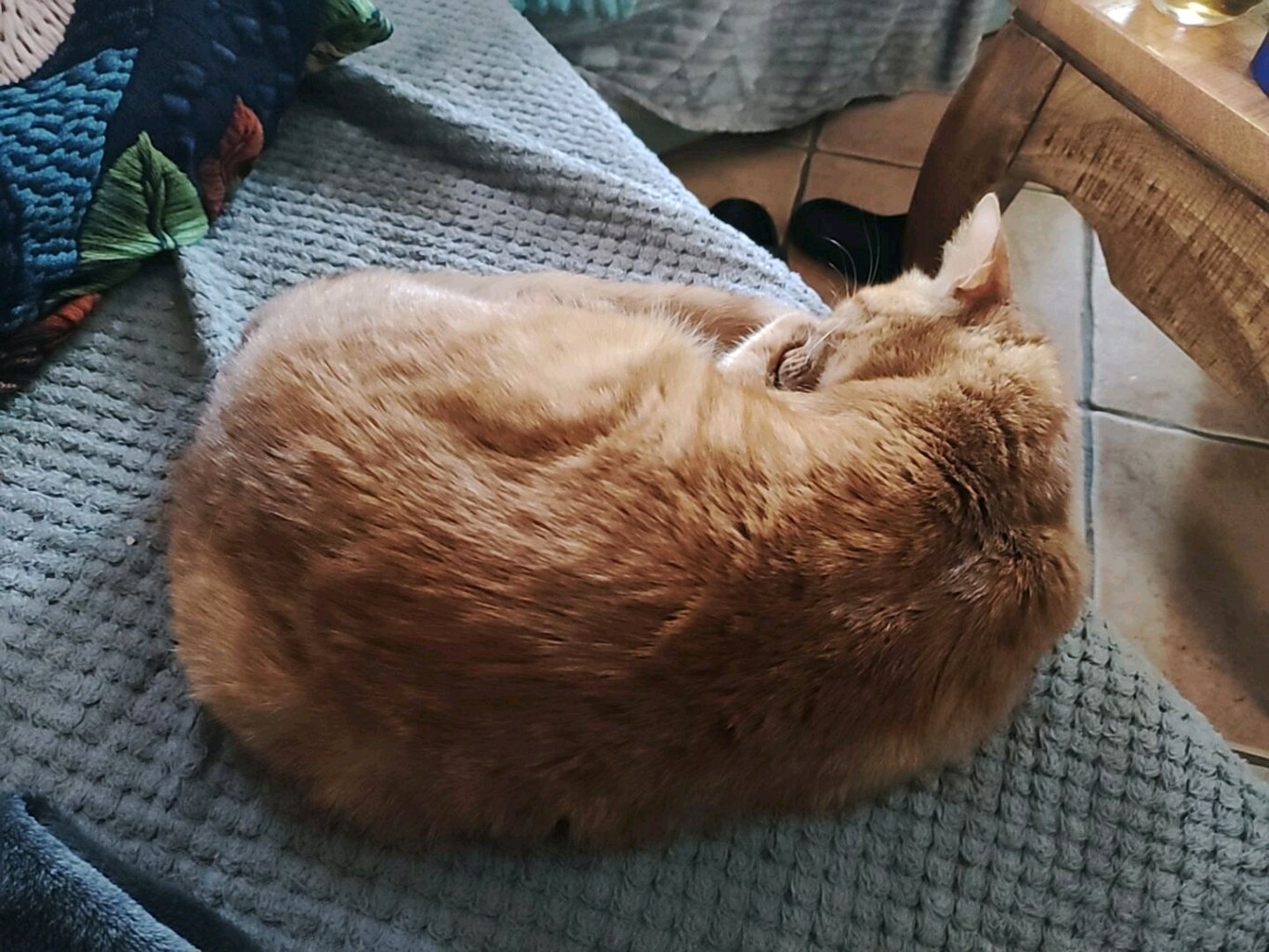 Kicsike, jelenleg keresett kisállat