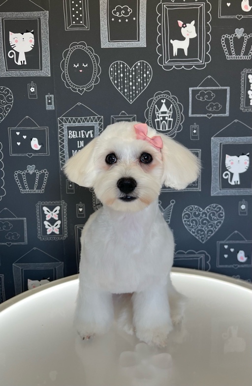 Borcsa Kutyakozmetikája