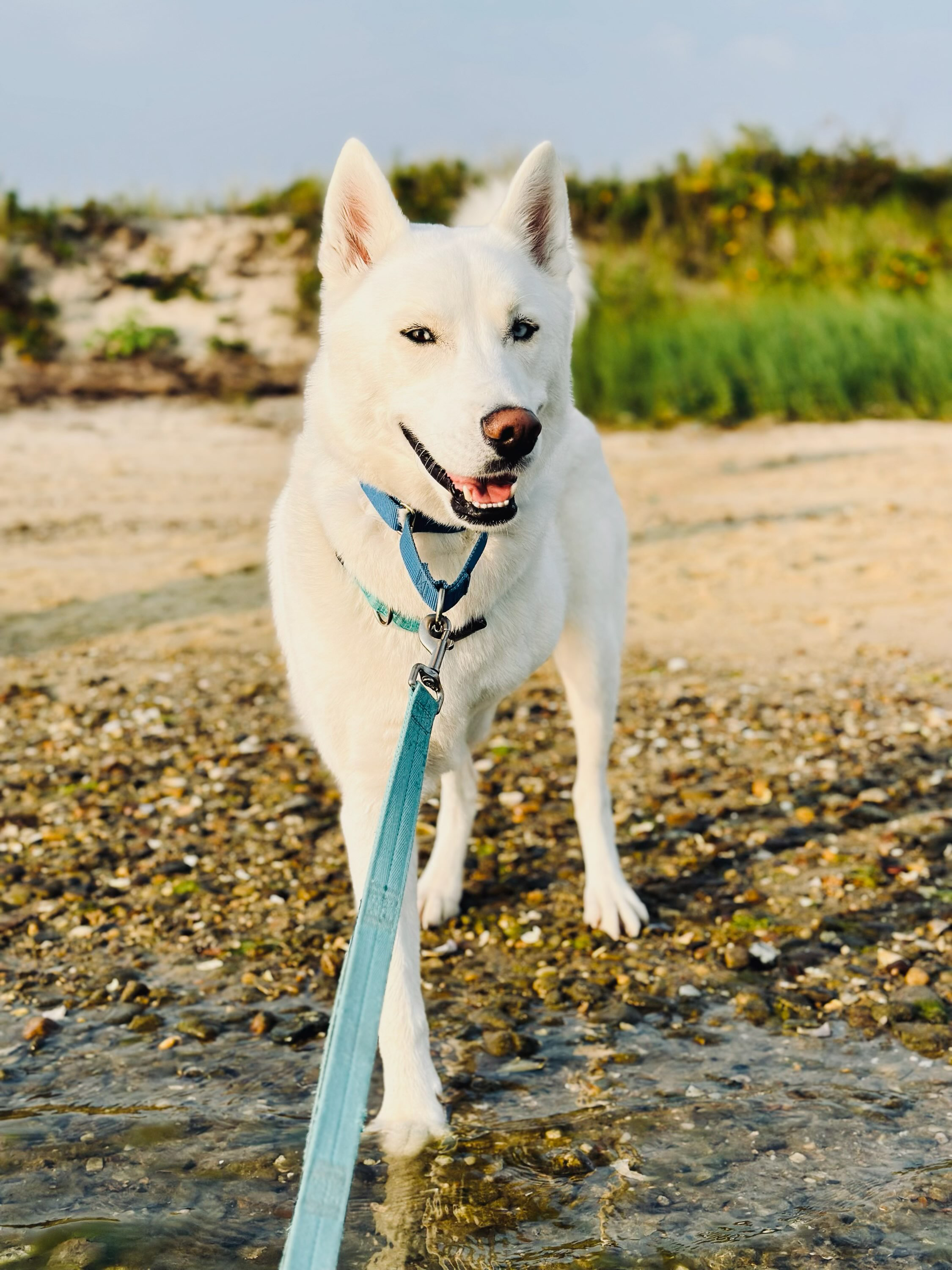 Tito, the three-legged Husky mix, standing on the beach