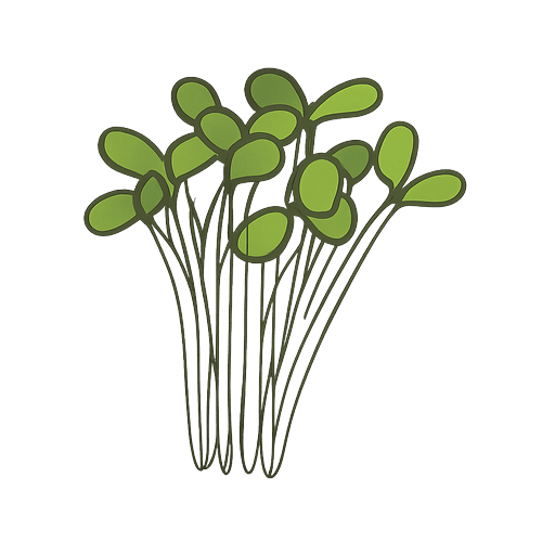 Alfalfa-Sprouts