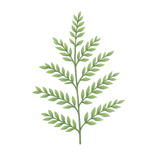 Asparagus Fern