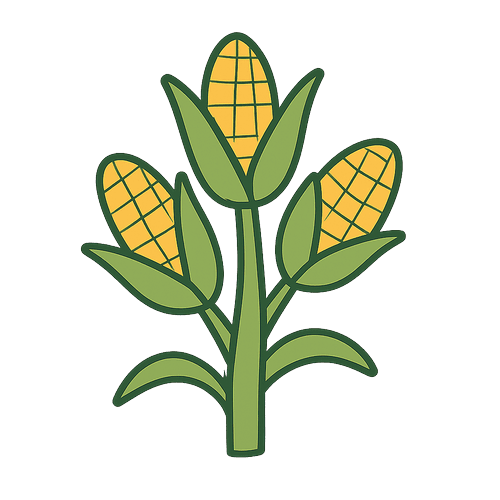 Corn