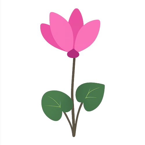 Cyclamen
