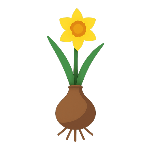 Daffodil Bulb