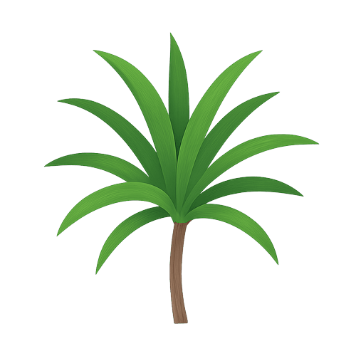 Dracaena