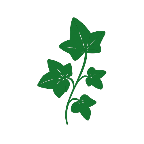 English Ivy
