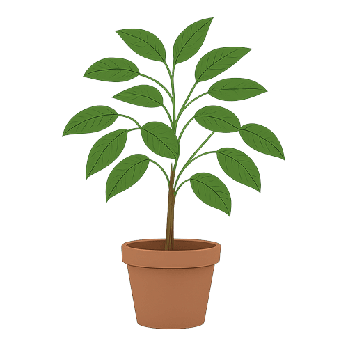 Ficus Benjamina