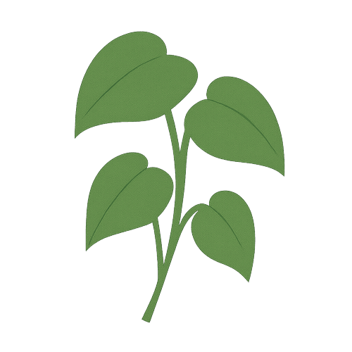 Heartleaf Philodendron