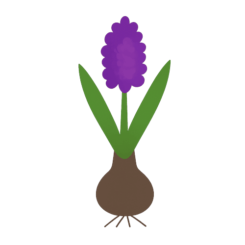 Hyacinth Bulb
