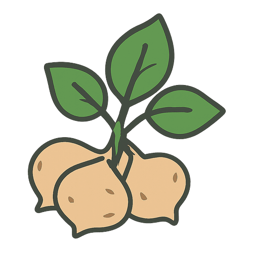 Jicama