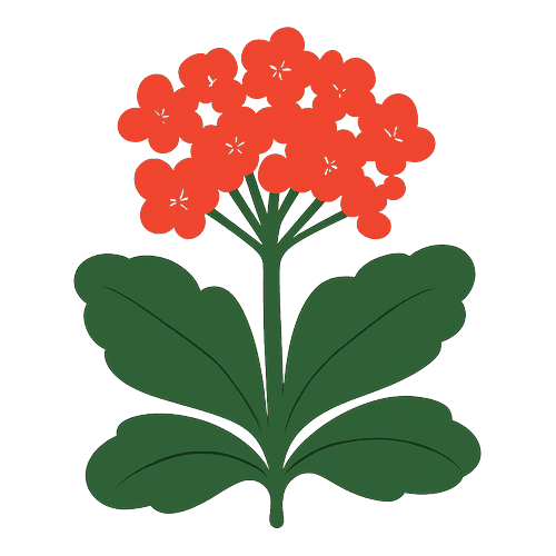 Kalanchoe