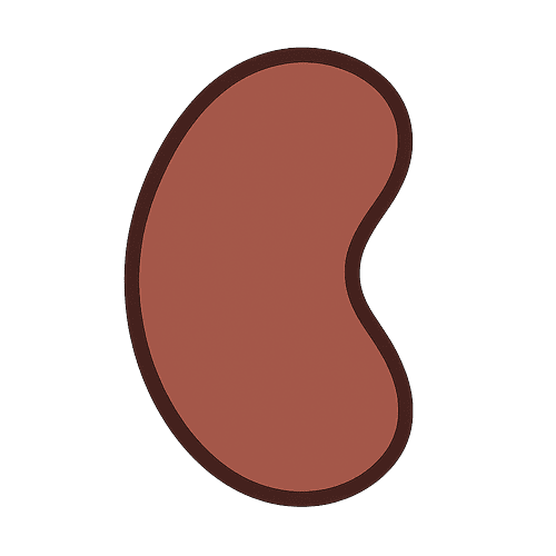 Kidney Bean