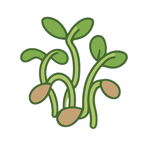 Lentil Sprouts