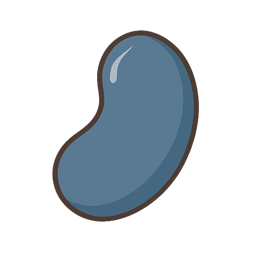 Navy Bean