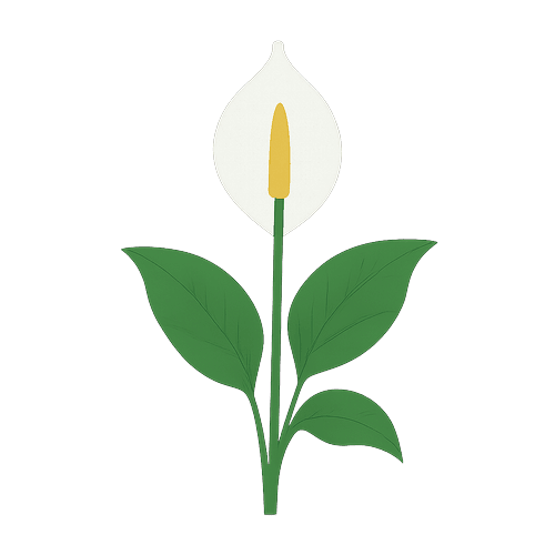 Peace Lily