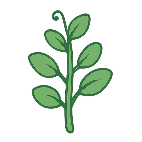 Pea Sprouts
