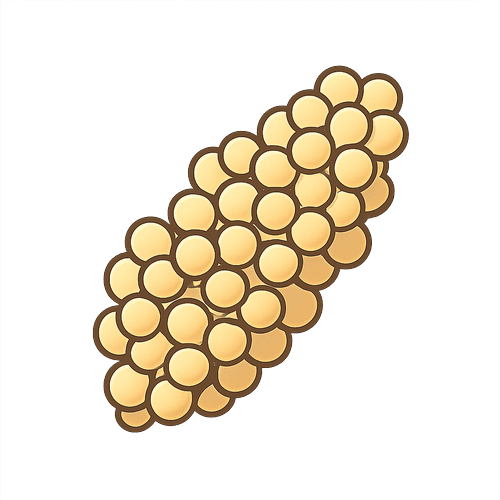Quinoa