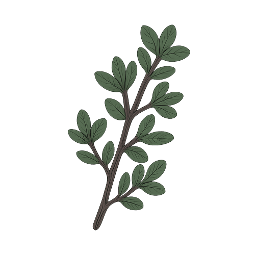 Thyme