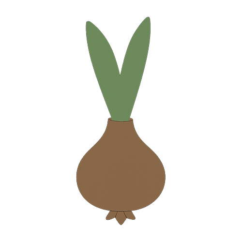 Tulip Bulb