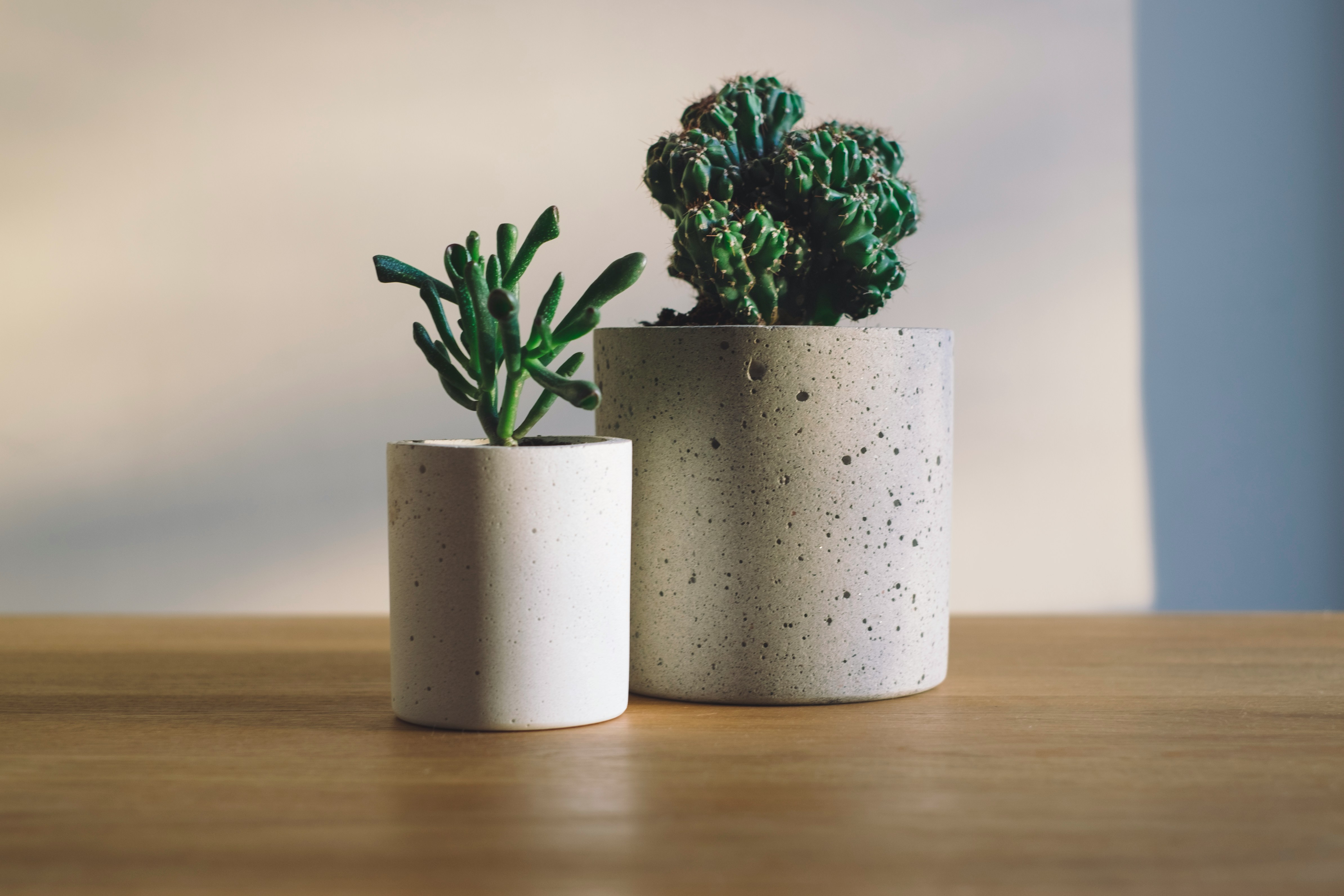 Plantes personnalisées - B2B & B2C