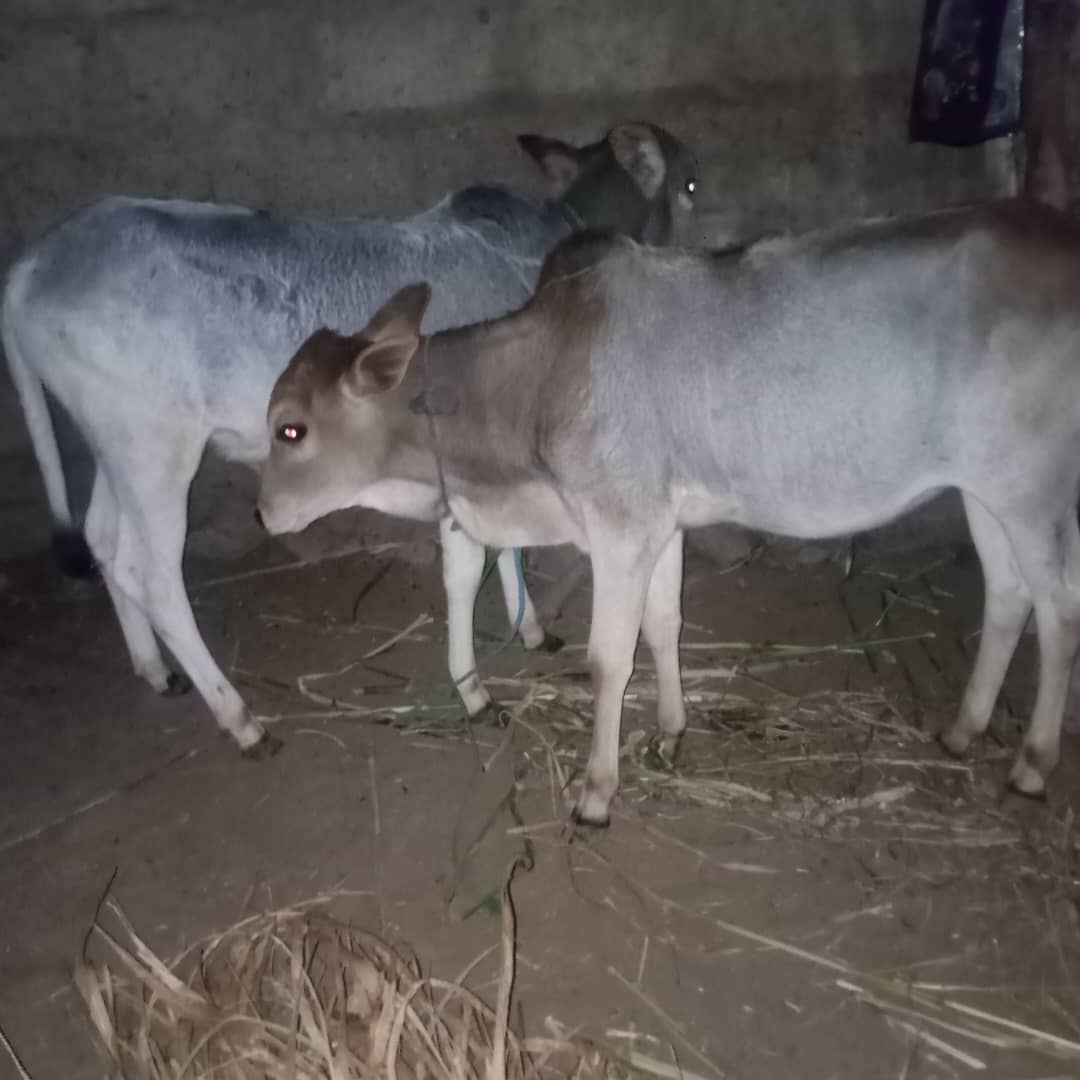 للبيع ٢عجول مربا بلدي - 1