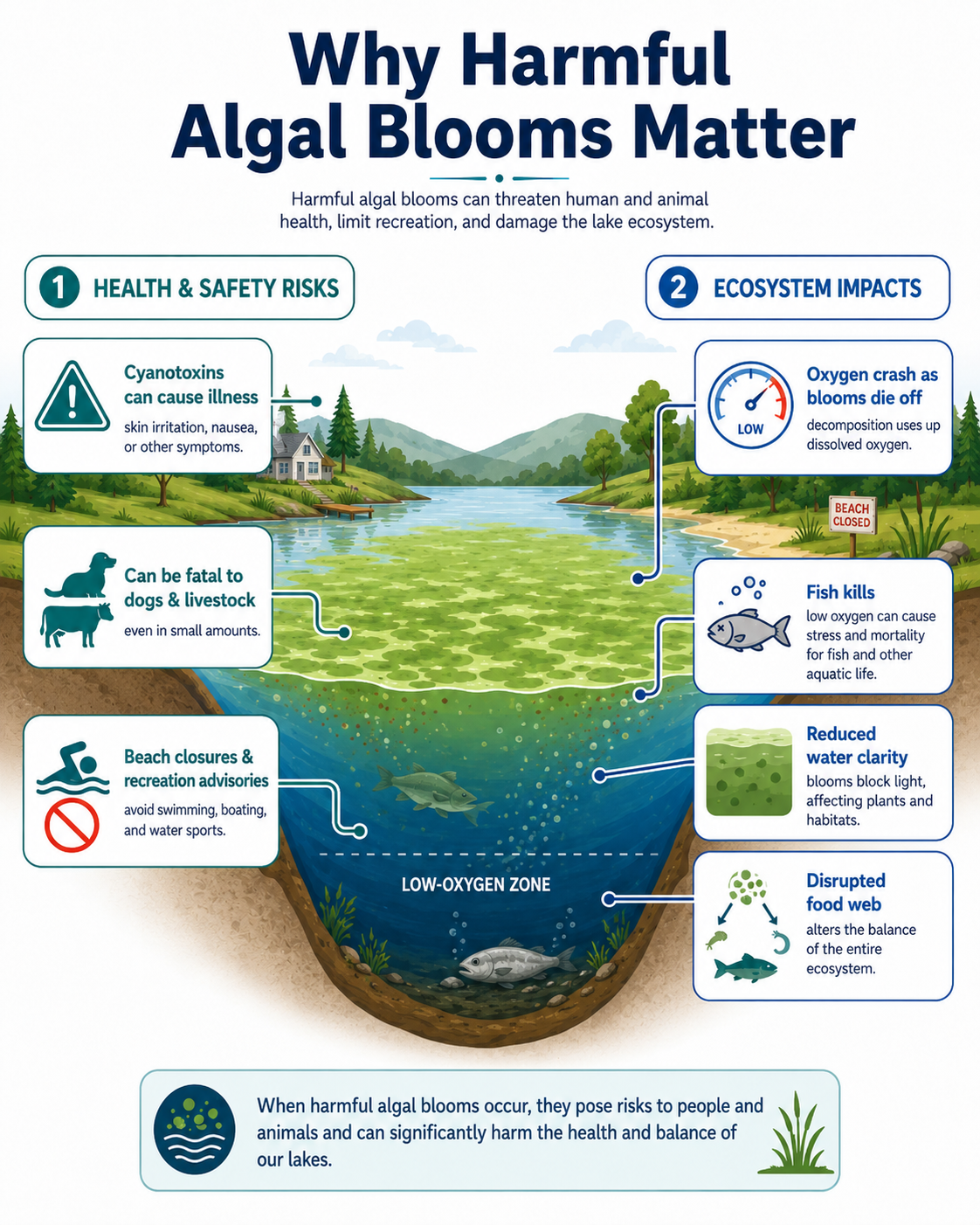 Infographic explaining why harmful algal blooms matter, showing health and safety risks such as cyanotoxins and beach closures, and ecosystem impacts including oxygen crash, fish kills, reduced water clarity, and a disrupted food web