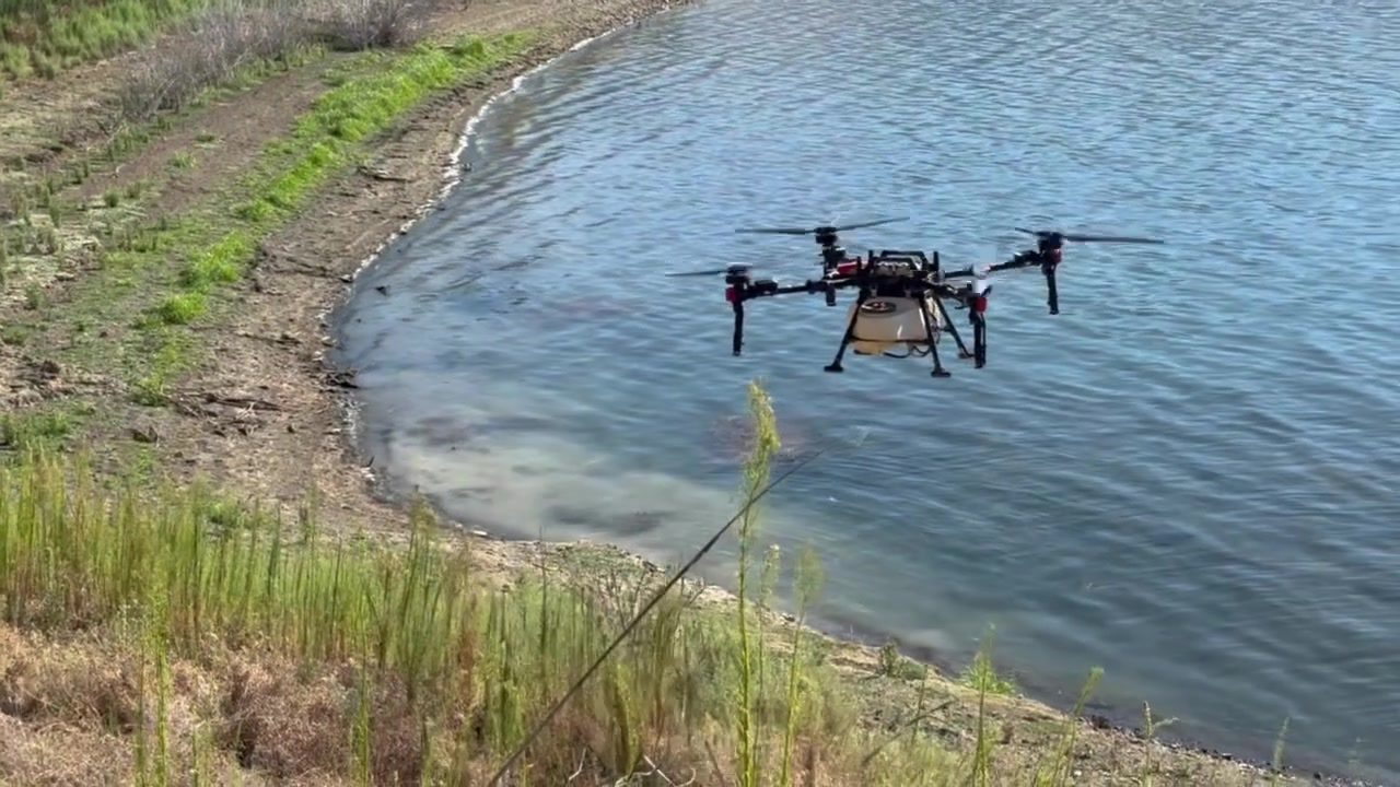 A spray drone hovering low over the shallow edge of a cove at Calaveras Reservoir
