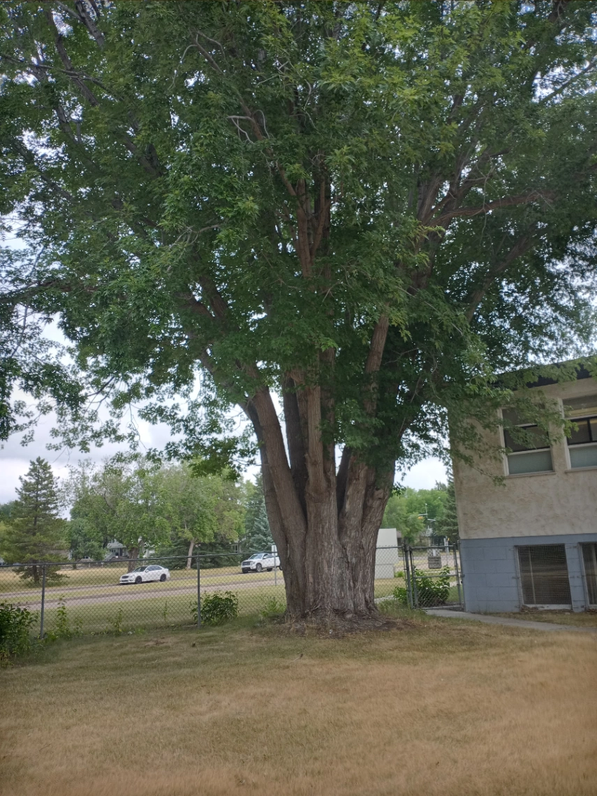 Archdiocese Giant Silver Maple