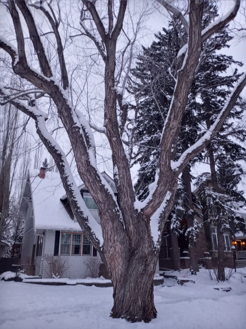 Villa Ave Silver Maple