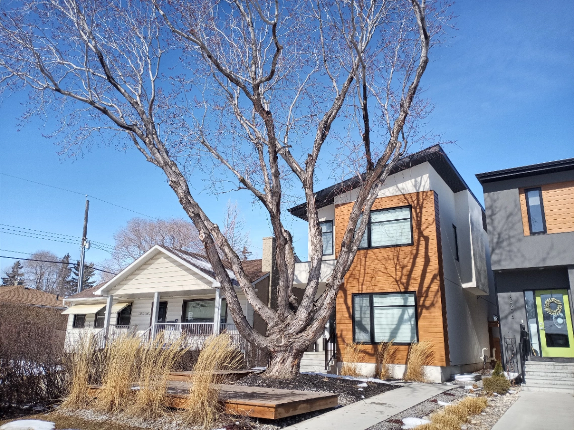 Saved Silver Maple