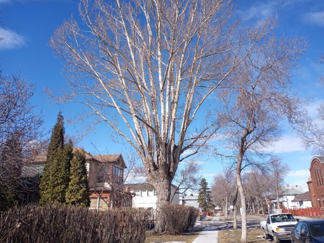 The Grand Northwest Poplar