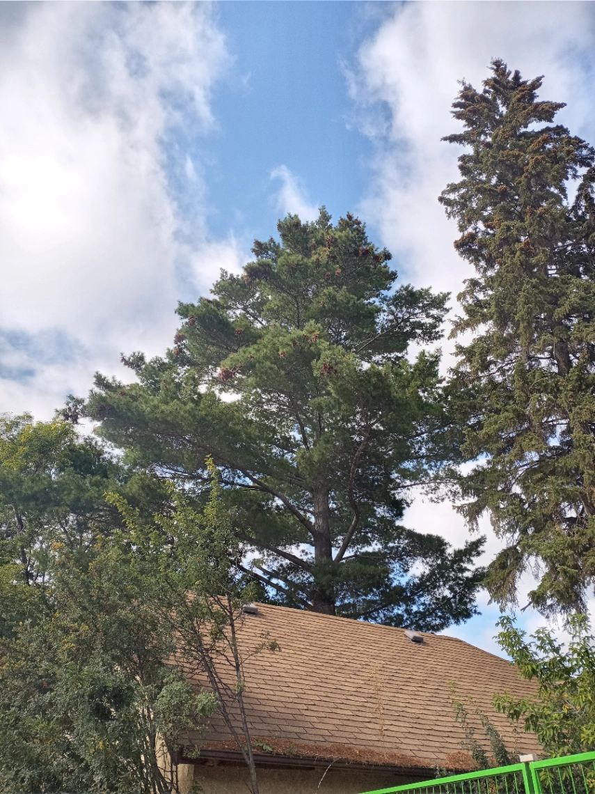 Winfeild White Pine